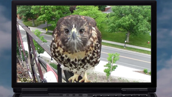 A laptop computer with a hawk perched on its keyboard.