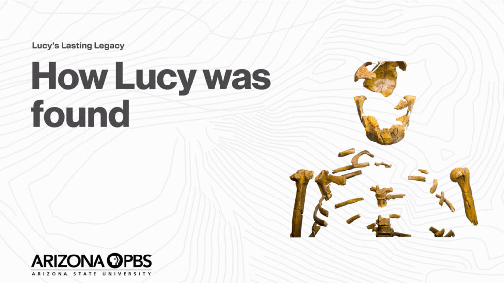 A graphic of Lucy's bones with text reading: How Lucy was Found