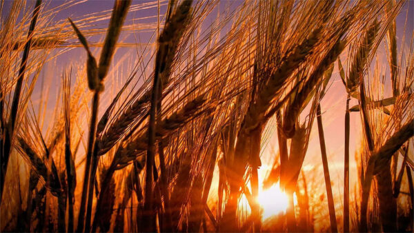A golden wheat field stretches under a vibrant sunset.