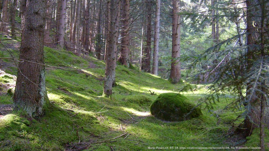 A forest with light shining through the trees