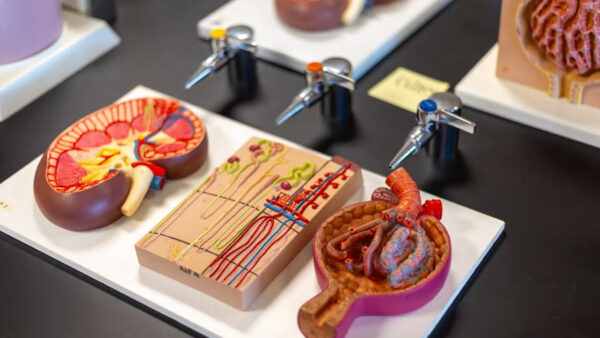 Models of kidneys on an exam table