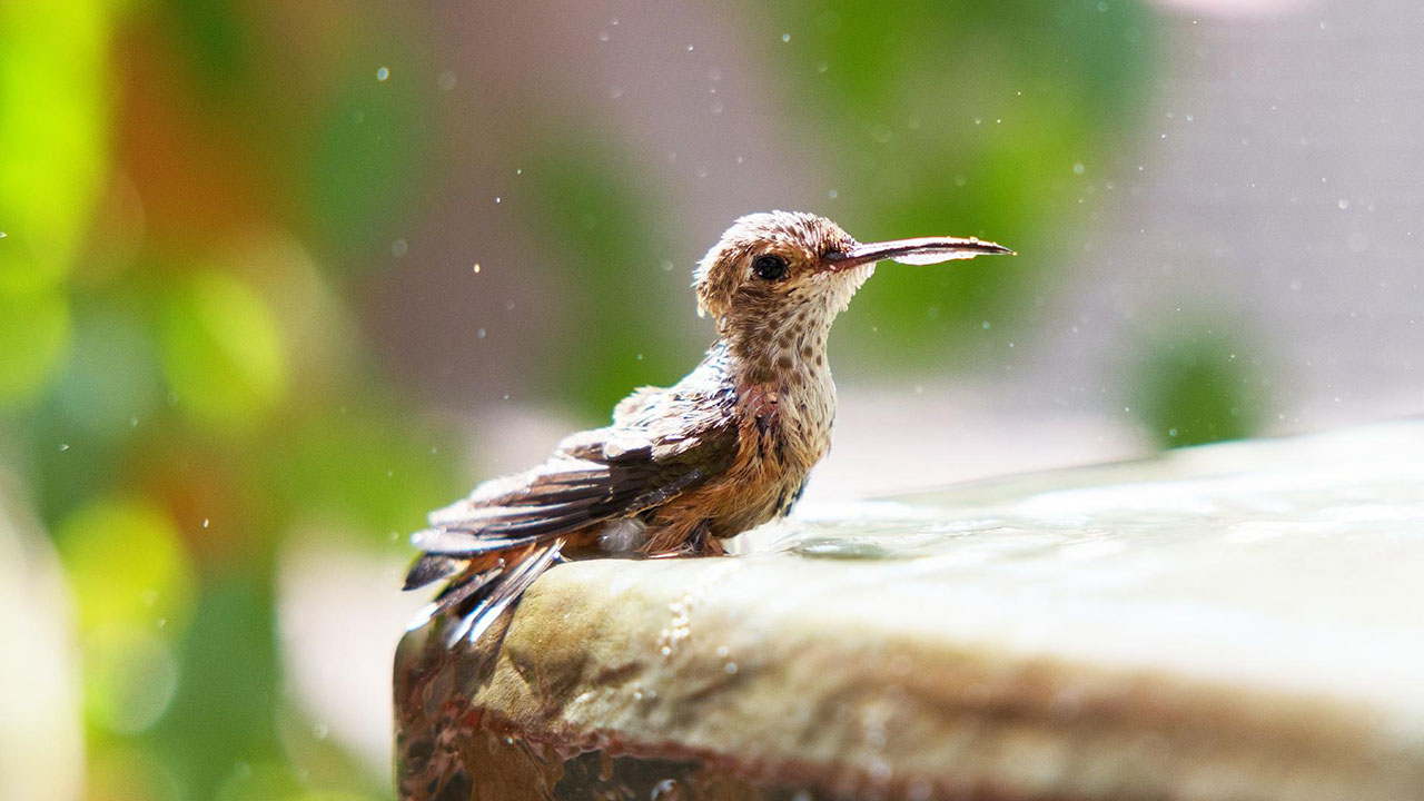 Nature' presents 'Hummingbirds of Hollywood' - Arizona PBS