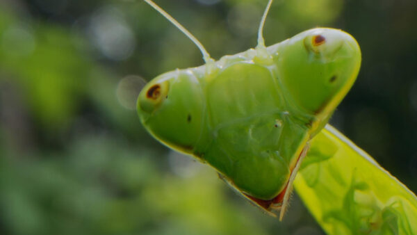 A close up of an insect