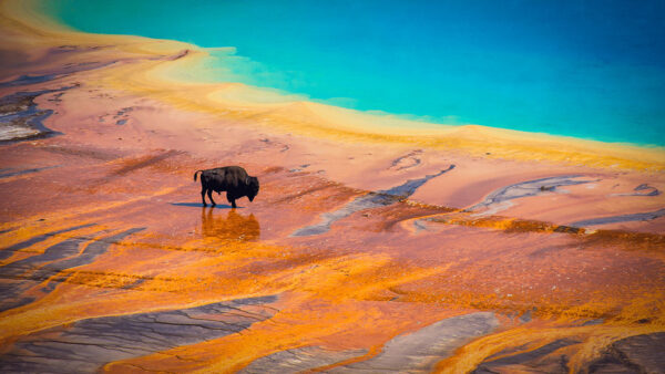 A bison standing on a colorful plain