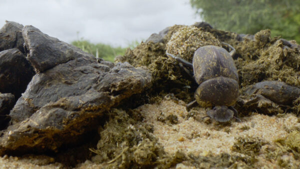 a beetle climbing over some rock