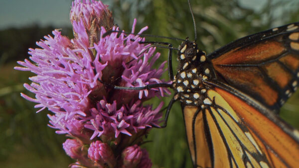 A butterfly landing on a flower