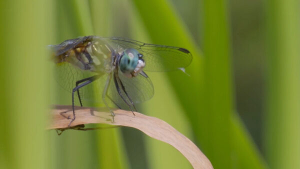 A bug sitting on a leaf