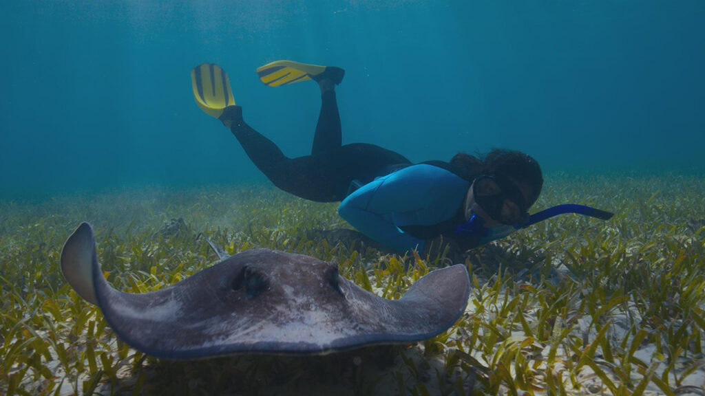 A women swimming with a sting ray