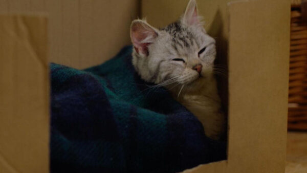 A cat peacefully sleeping inside a cardboard box
