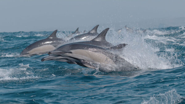 A group of dolphins
