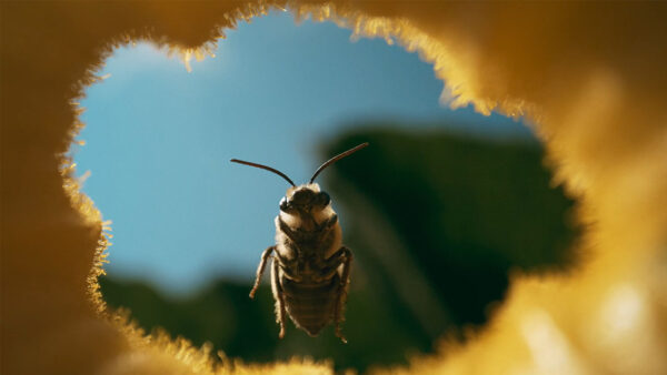 A close up of a bee looking into a flower