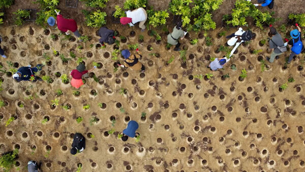 A group of people working together to plant trees