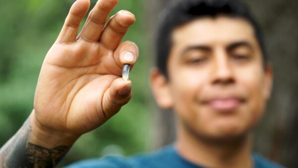 A piece of heirloom maize