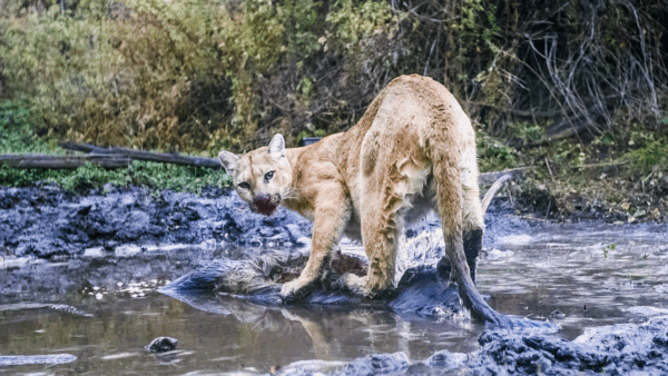 A mountain lion eating an animal