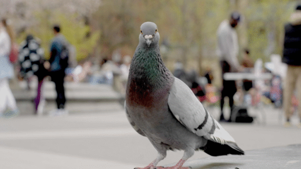 A close up of a pigeon