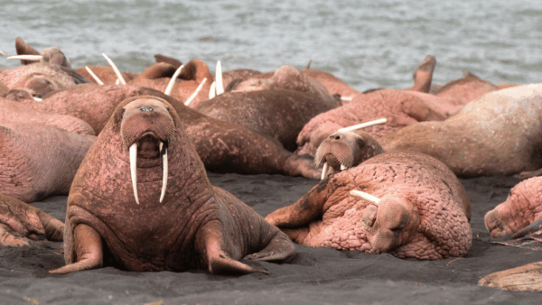 A group of walruses