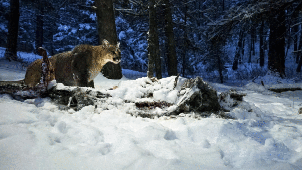 A mountain lion walking through snow