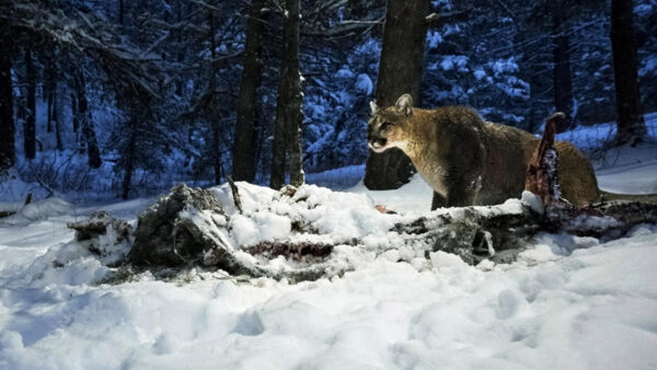 A mountain lion walking through snow
