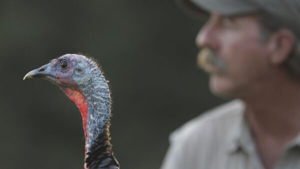 Joe Hutto and his turkey