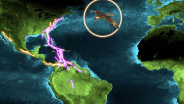 A bird soars above a view of the Earth