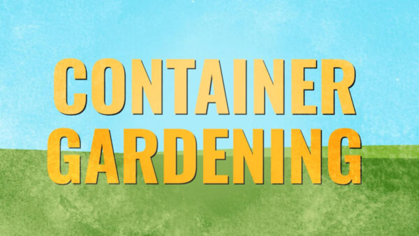 Illustrated guide on container gardening
