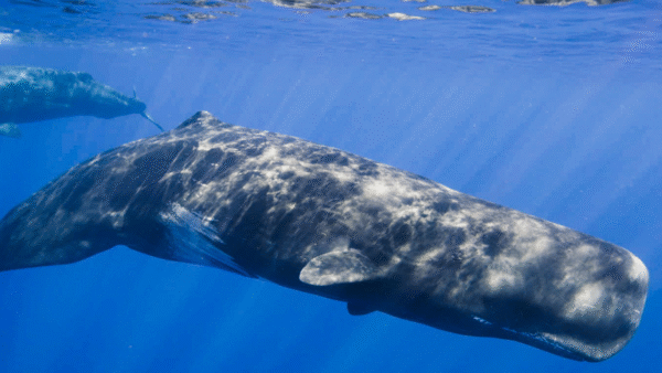 A whale in the ocean