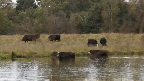 Cows exploring a grassy field and a stream