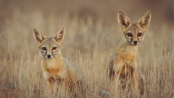 Two foxes standing in a grassy field