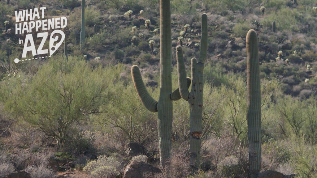 Saguaro Cactus