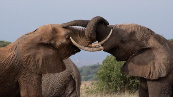 Two elephants intertwining their trunks