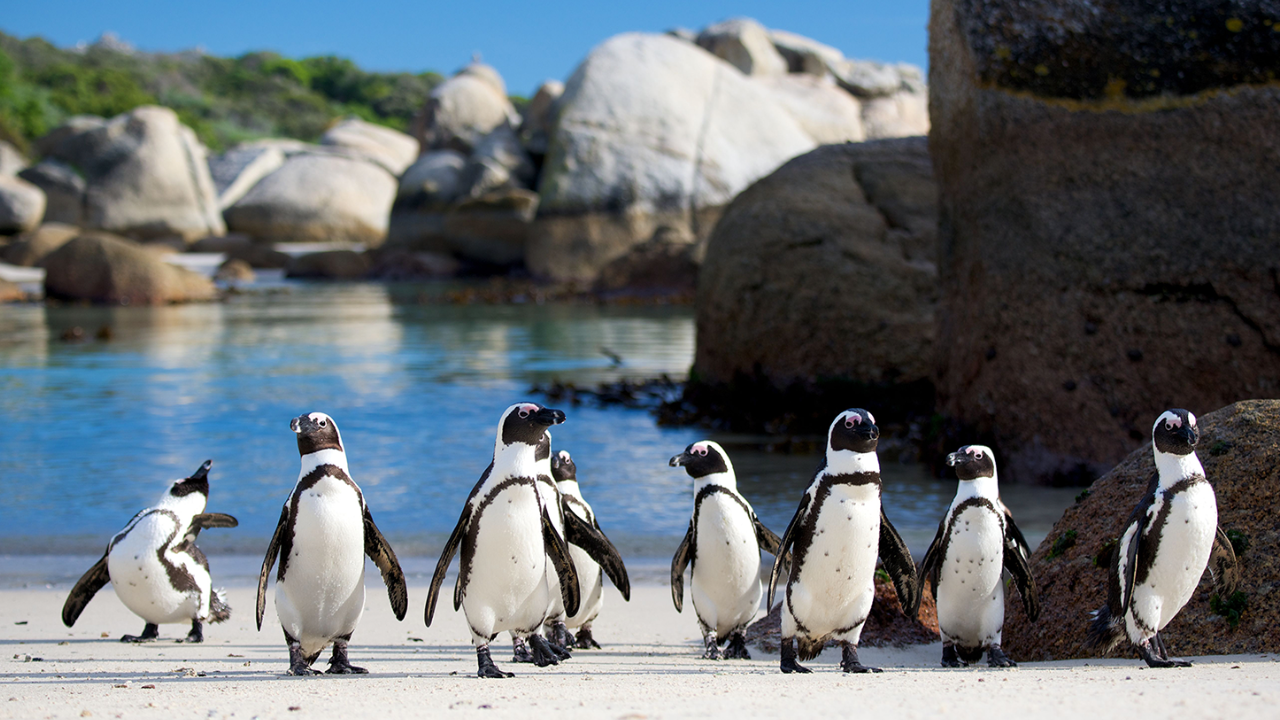 A group of penguins walking together
