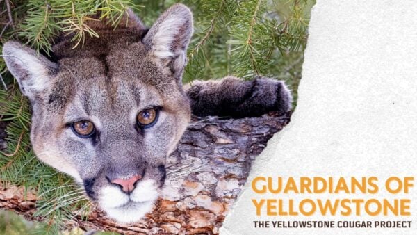 An image of a cougar