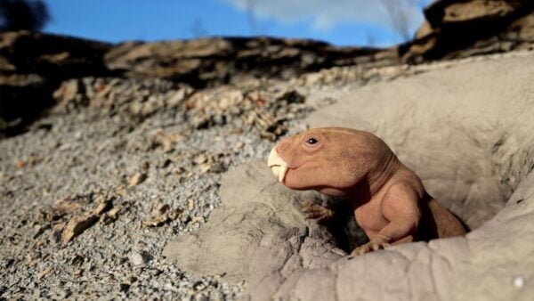 A dinosaur peeking out from a hole in the sand