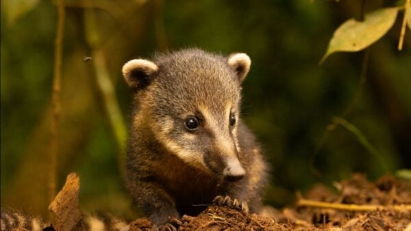 A Coati kit