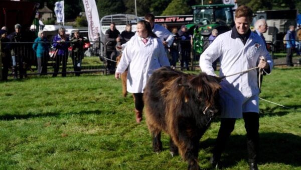 A man walking with a Highland cow