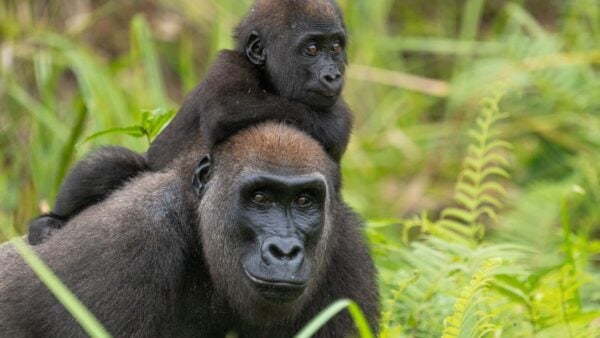 A mama gorilla and her baby