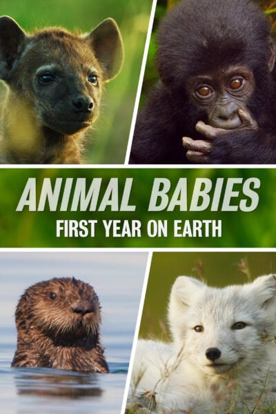 Poster for "Animal Babies: First Year on Earth" with a baby hyena, gorilla, otter and wolf
