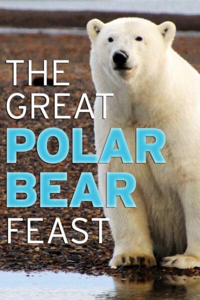 Poster for "The Great Polar Bear Feast" with a giant polar bear