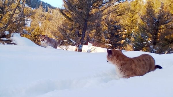 Cougars play in the snow at Yellowstone National Park