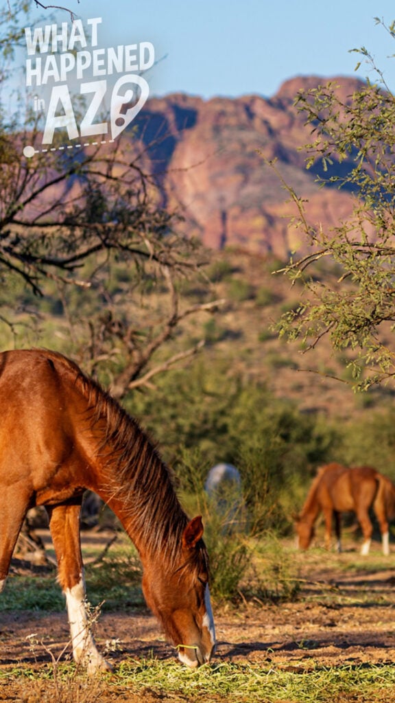 Horses graze in the desert