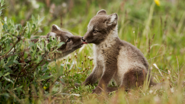 Two animals enjoy the spring weather in a field