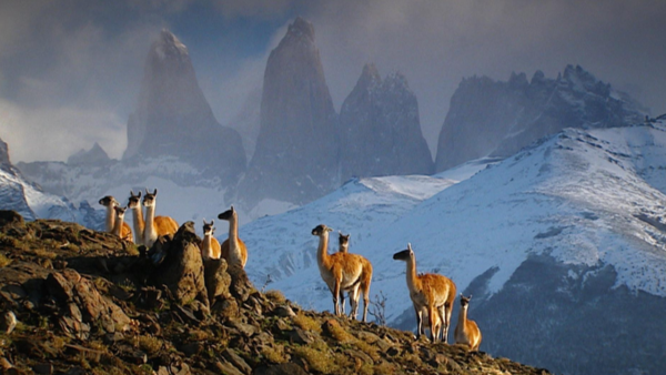 animals on a mountain