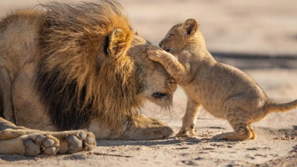 A lion and his lion cub playing