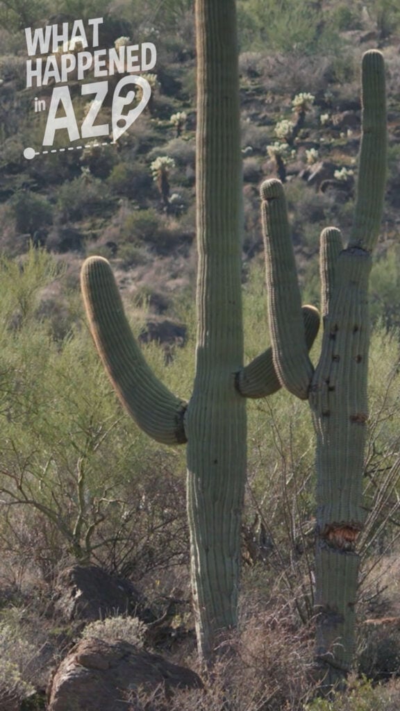 Saguaro Cactus