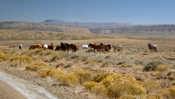 A group of mustangs running through a corral