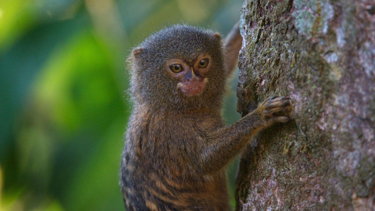 An animal from Columbia hugging onto a tree