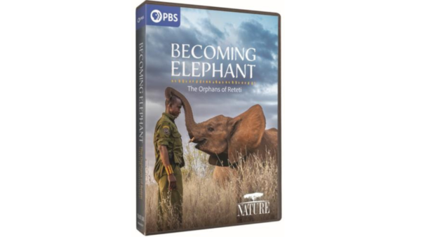 A DVD for Nature - Becoming the Elephant - The Orphans of Reteti