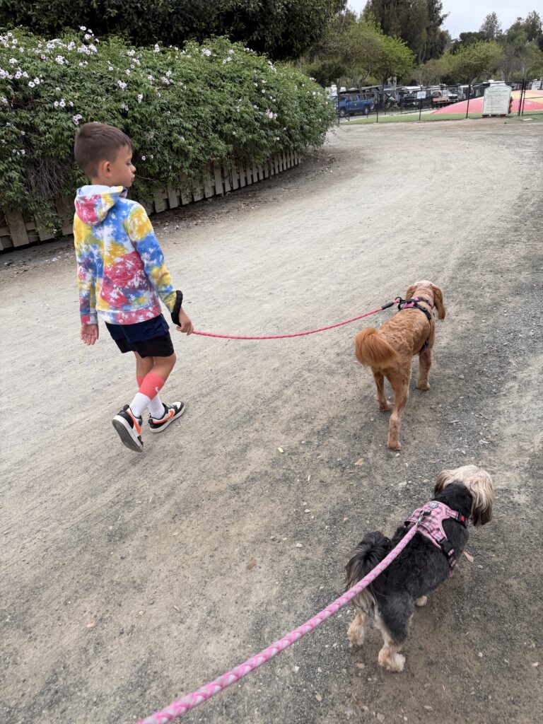 A child walking a dog