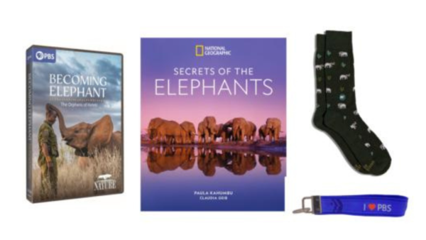 NATURE - Becoming Elephant DVD, Hardcover book, socks and key strap