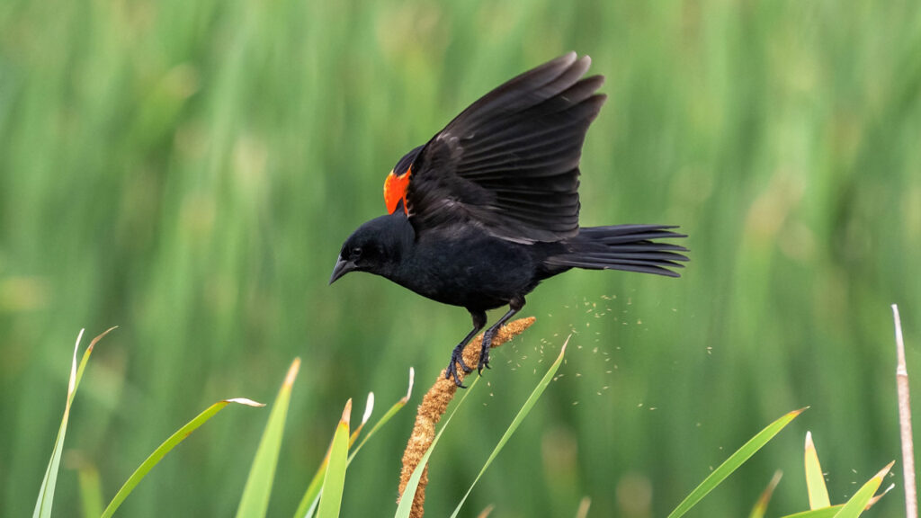 A bird perches on a cattail as the pollen gets shaken off